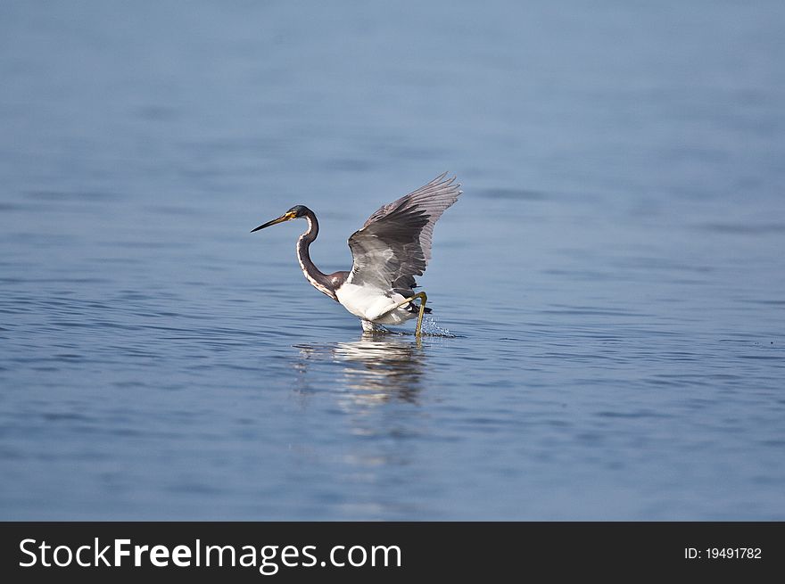 Tri-colored heron in Florida