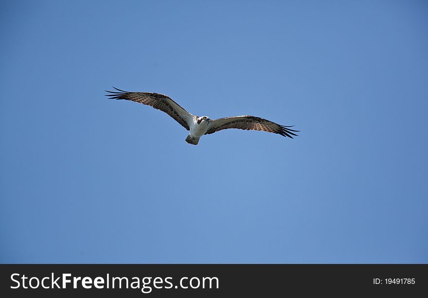 Osprey in and around the nest