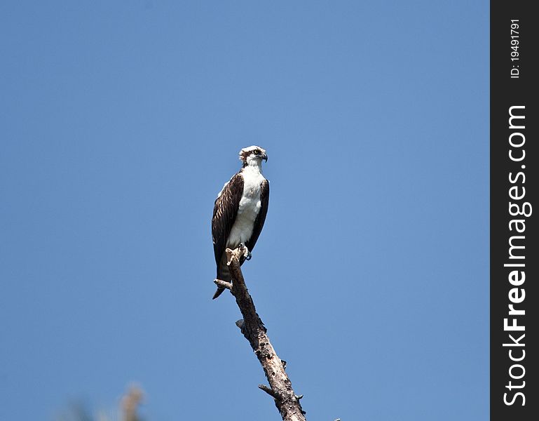 Osprey in and around the nest