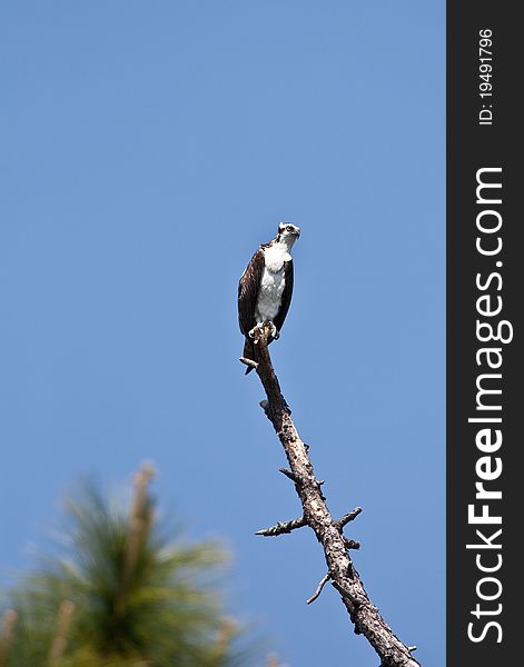 Osprey in and around the nest