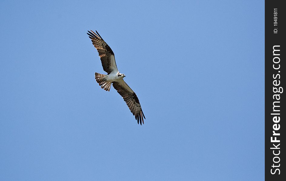 Osprey flying through the sky