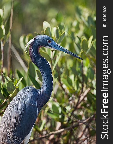 Tri-colored heron in Florida