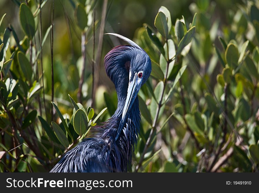 Tri-colored heron in Florida