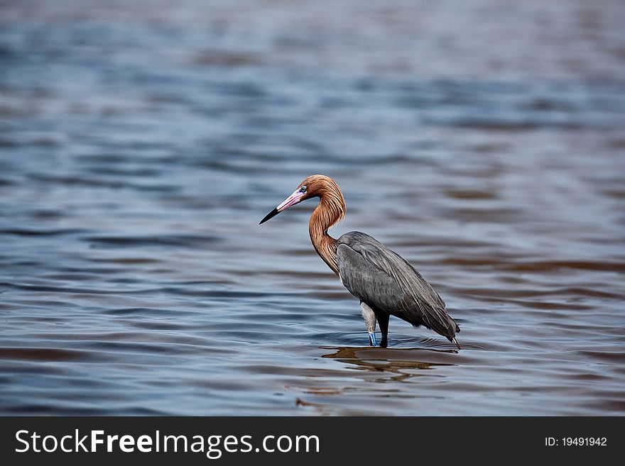 Tri-colored heron in Florida