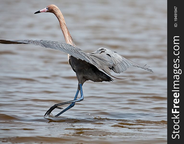 Tri-Colored Heron