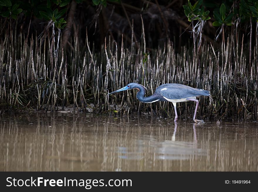 Tri-colored heron in Florida