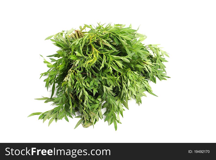 King Of Salad or Ulam Rajah Or Cosmos caudatus in isolated white background