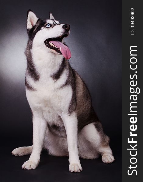 Siberian husky isolated on white. Siberian husky isolated on white