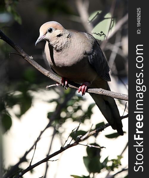 Morning Dove Sitting on a branch in the bright sun