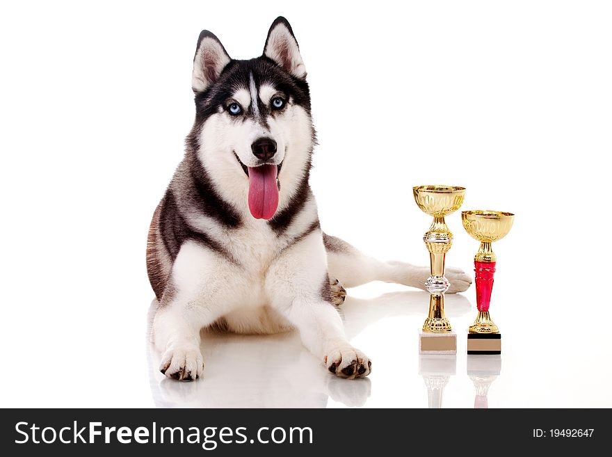 Siberian husky isolated on white. Siberian husky isolated on white