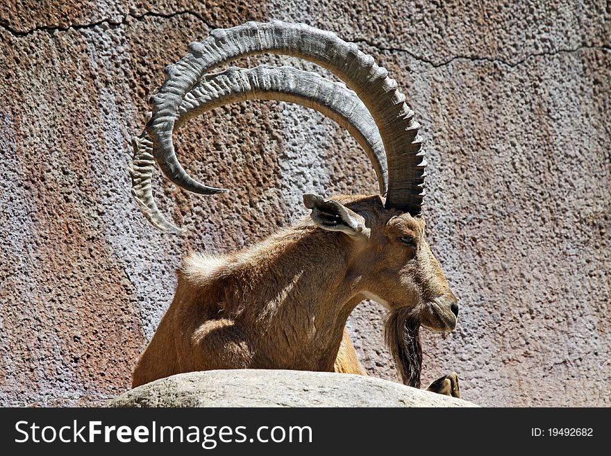 Detail of Ibex Mountain Goat In Profile. Detail of Ibex Mountain Goat In Profile