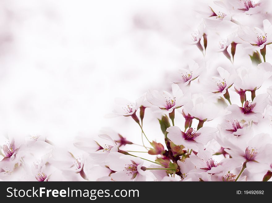 Pretty spring fruit tree blossoms with space for your copy