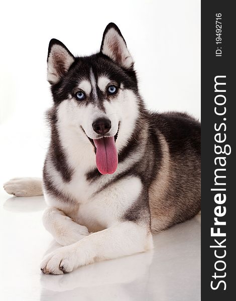 Siberian husky isolated on white. Siberian husky isolated on white