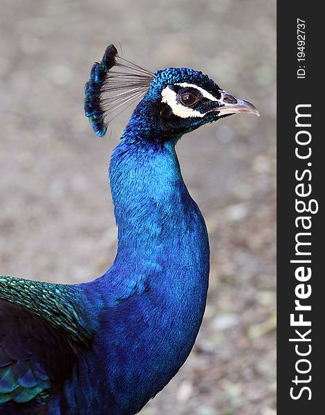 Close Up Profile Portrait OF Peacock Head And Neck