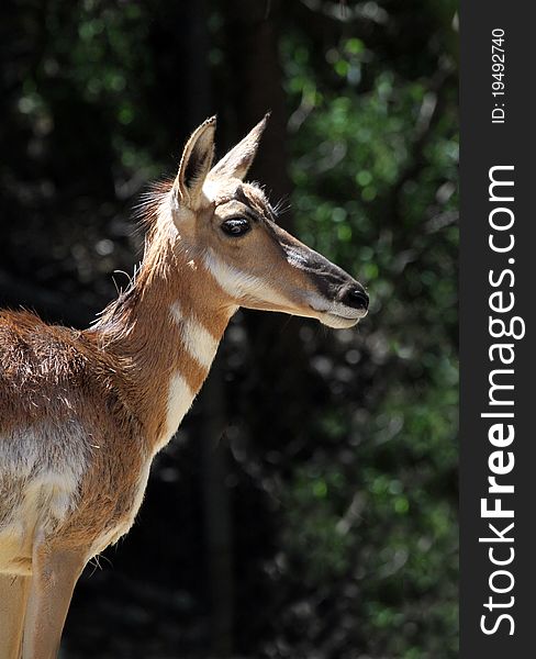 Profile Portrait Of Female Pronghorn Antelope