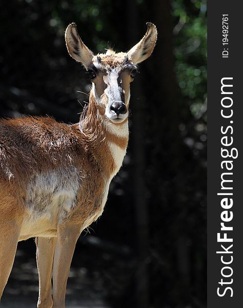 Portrait Of Female Pronghorn Antelope