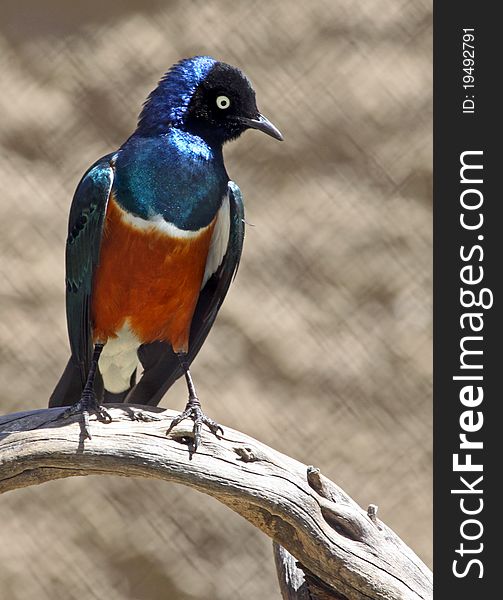 Colorful Blue, White, Black and orange Superb Starling perched on branch