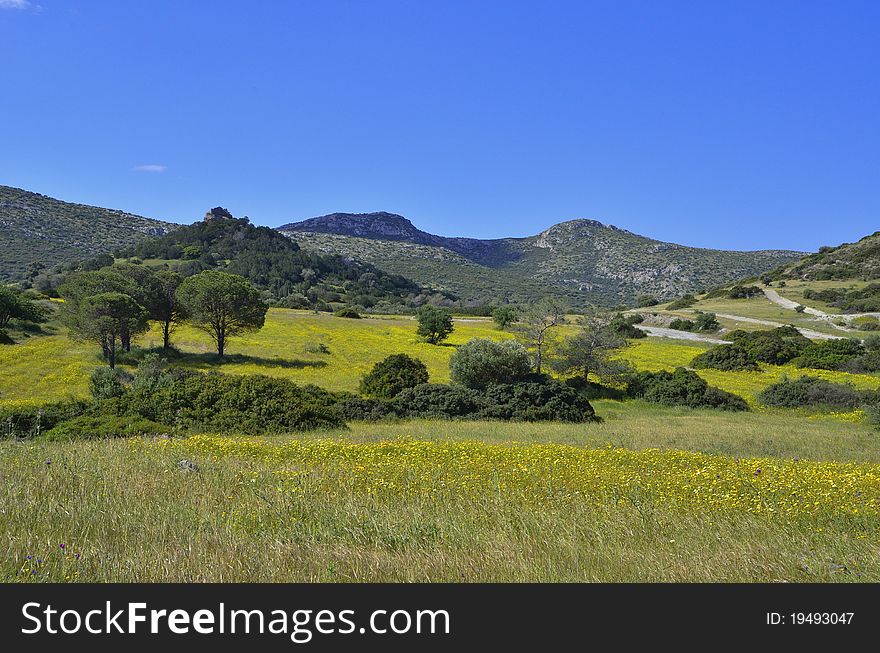 Fields of yellow daisies in bloom in Greece. Fields of yellow daisies in bloom in Greece