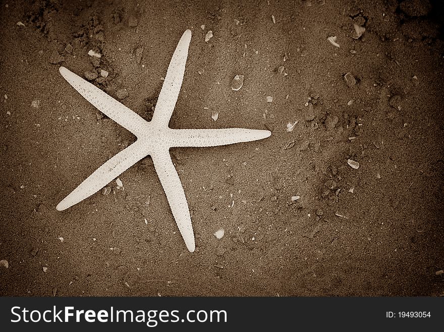 A close up of a starfish. A close up of a starfish