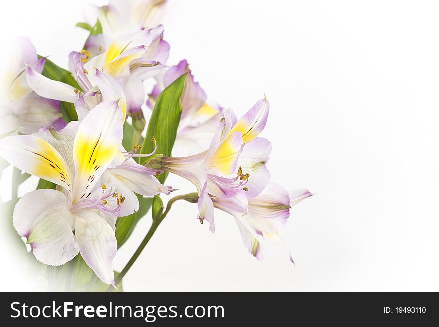 Beautiful bouquet of lilies on white isolated background. Beautiful bouquet of lilies on white isolated background