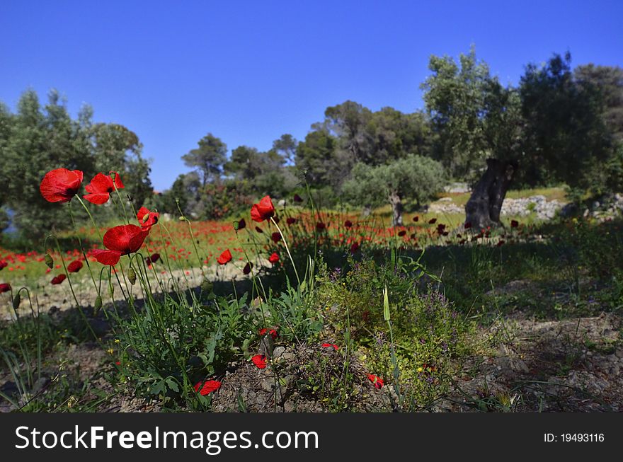 Poppies In Olive Grove