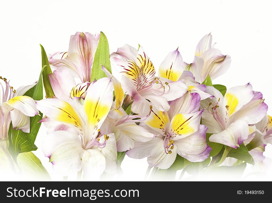 Beautiful bouquet of lilies on white isolated background. Beautiful bouquet of lilies on white isolated background