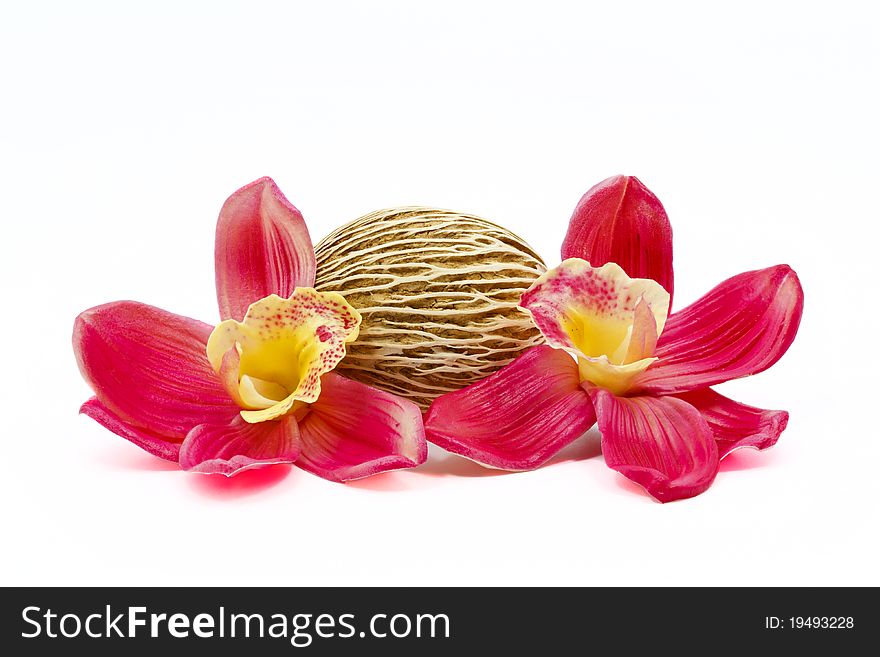 Beautiful Orchid decoration isolated on white background