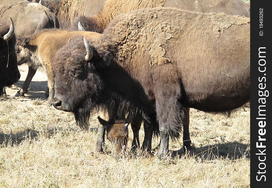 A big Bison on the edge of the herd. A big Bison on the edge of the herd