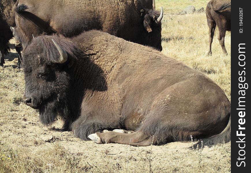 A resting Bison on the edge of the herd