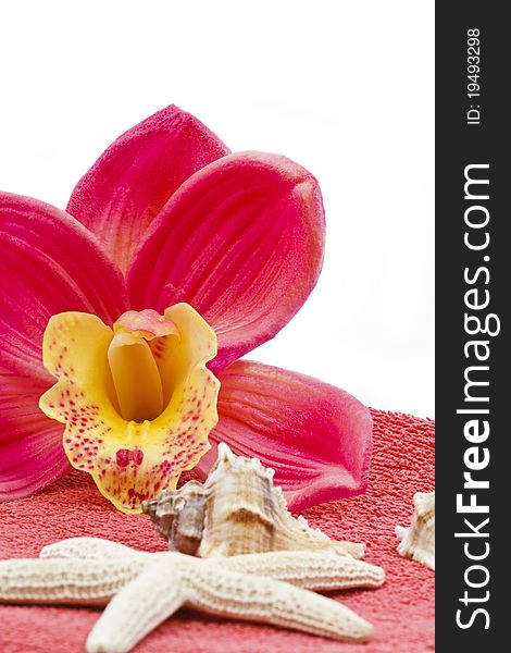 Pink orchid decoration with towel and sea shells. Pink orchid decoration with towel and sea shells