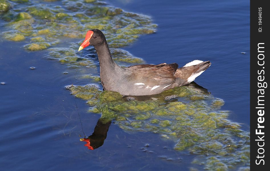 Moorhen wading bird on beautiful blue Everglades water