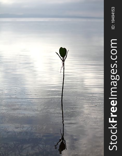 Silhouette of a plant at sunrise with reflection. Silhouette of a plant at sunrise with reflection