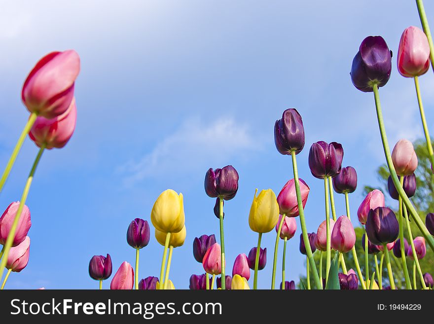 Tulips against the blue sky. Tulips against the blue sky