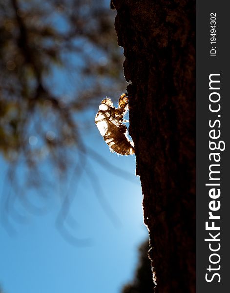 Cicadas shell with blue blue sky.
Transparent shell just like cicadas is taking x-ray. 
Good for advertisement of selling clothes or real estate. Cicadas shell with blue blue sky.
Transparent shell just like cicadas is taking x-ray. 
Good for advertisement of selling clothes or real estate.