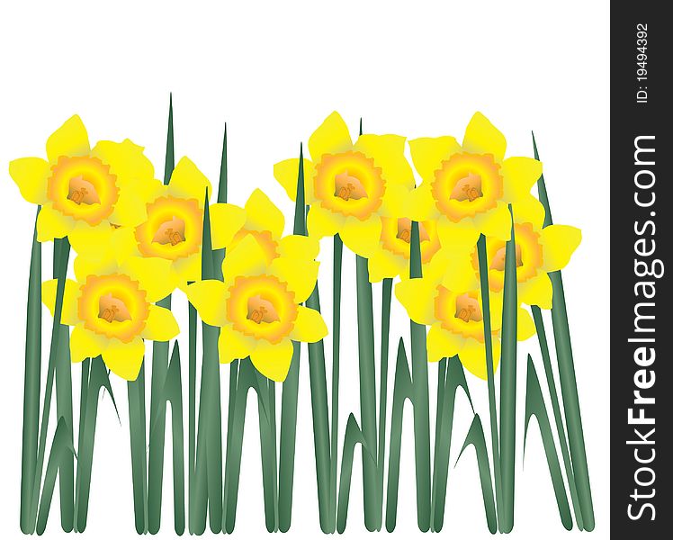 Illustration of daffodils isolated on white