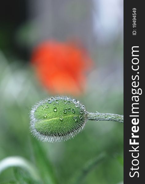 Green poppy bud