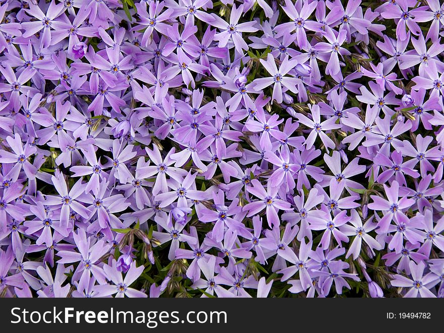 Beautifully full-blown purple flowers. Beautifully full-blown purple flowers