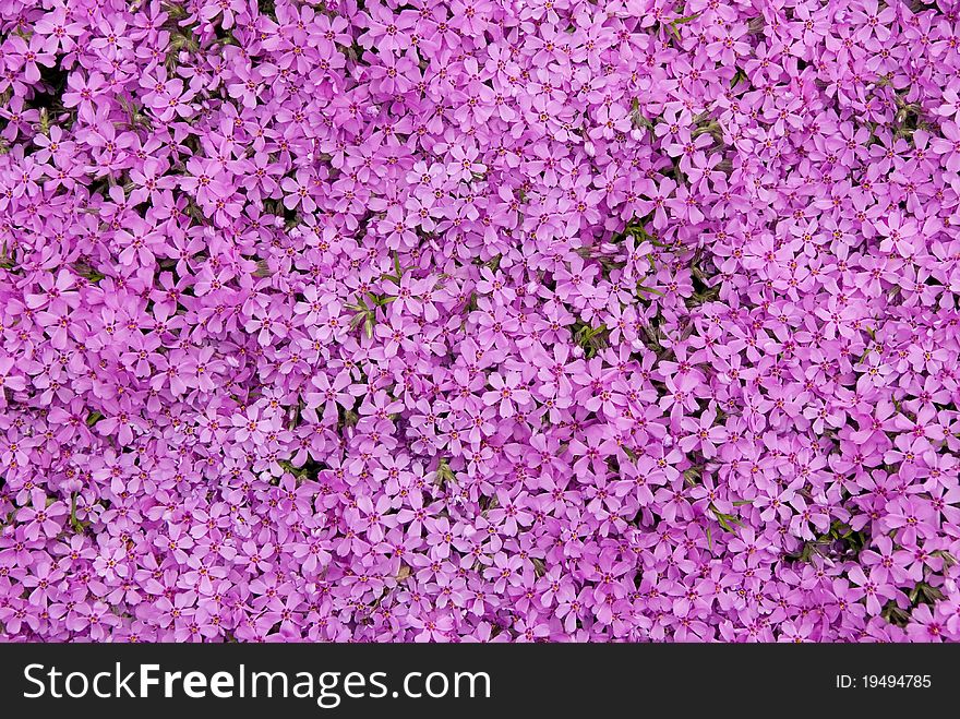 Beautifully full-blown pink flowers. Beautifully full-blown pink flowers
