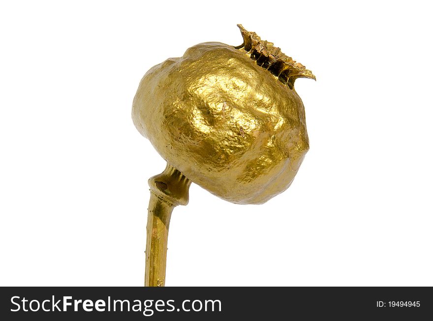 golden poppy seed-vessel