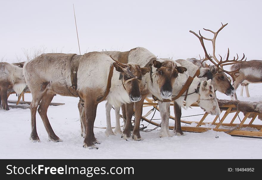 Herd of deer in the north tundra