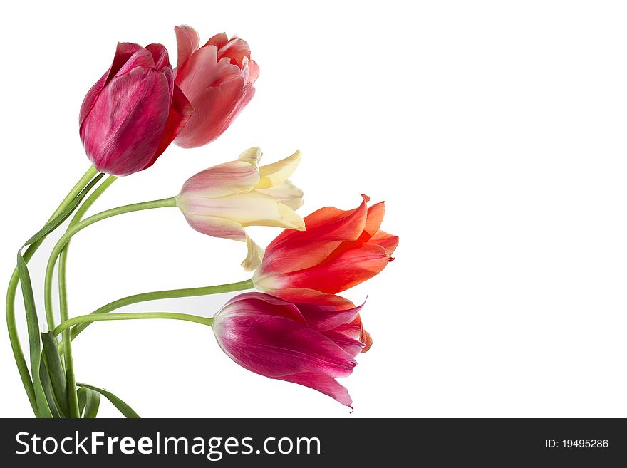 Multicolored tulips on white background
