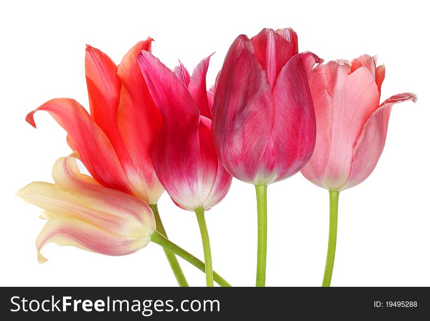 Multicolored tulips on white background