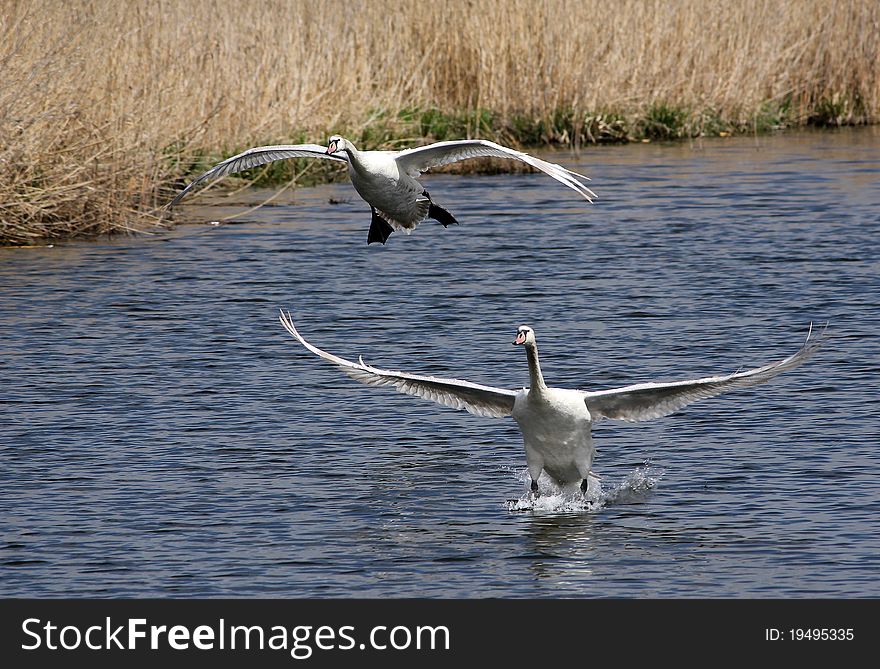 Two mute swans are flying
