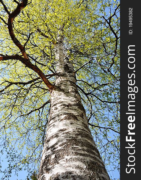 The canopy of a birch tree in spring seen from underneath. The canopy of a birch tree in spring seen from underneath