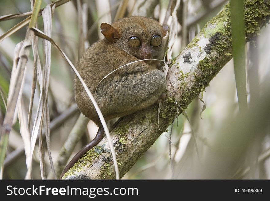 Philippine tarsier (Tarsius syrichta) on a branch. Philippine tarsier (Tarsius syrichta) on a branch.