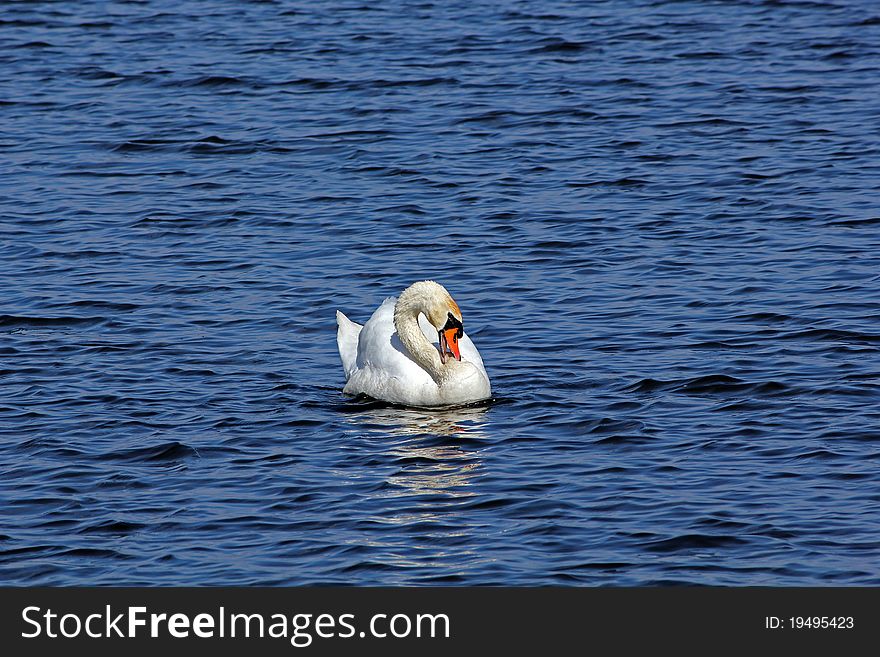 A mute swan portrait in a sea