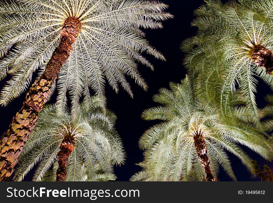 Tropical Palm Trees At Night