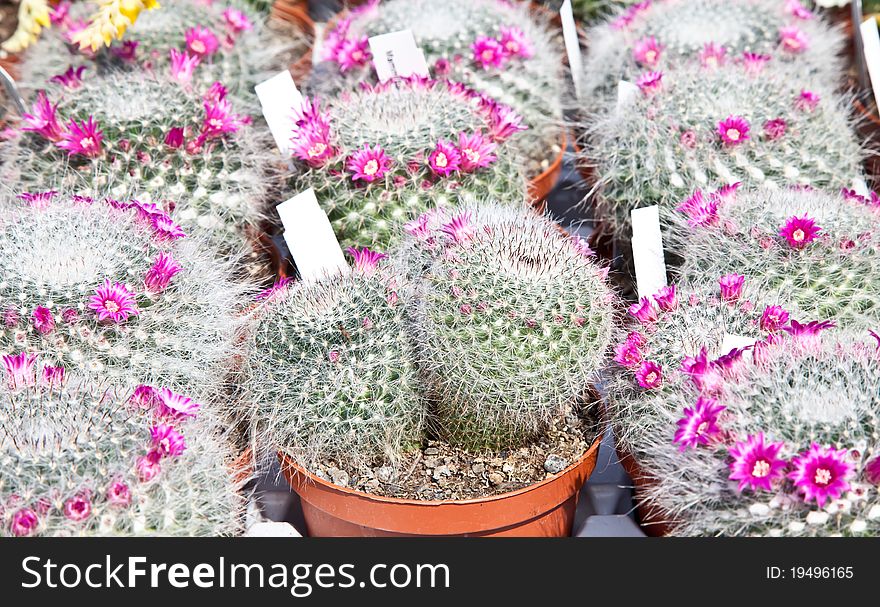 Small cactus plants in a market during a sunny day