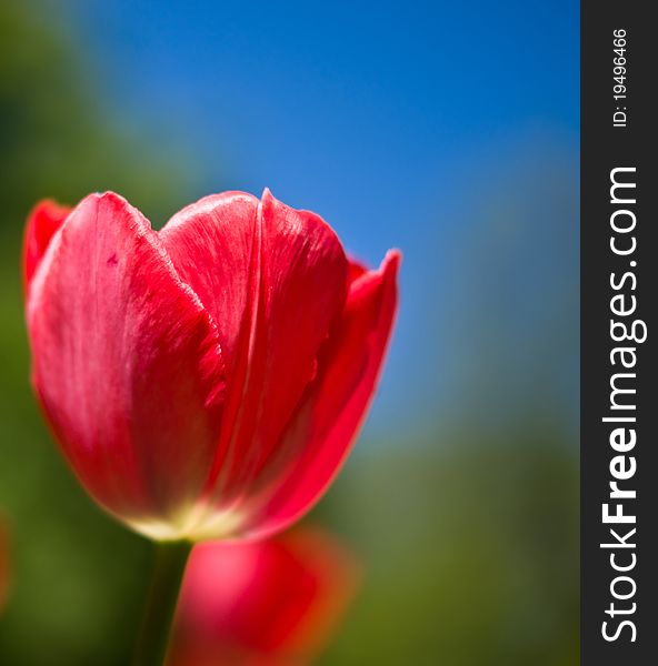 Blossom colorful tulips in park