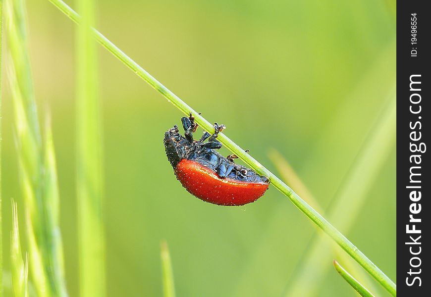 Red beetle in the dew on the meadow waiting for the sun.